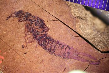 Media type: image;   Entomology PALE-423